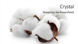  Presentation with agriculture cotton - Colorful presentation enhanced with agriculture backgrounds - cotton flowers on white background backdrop and a white colored foreground
