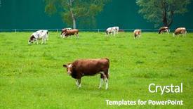  Presentation with agriculture - Slides consisting of agriculture backgrounds - cow feeding on the meadow background and a  colored foreground