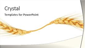  Presentation with ears - Audience pleasing slide set consisting of agriculture backgrounds - ears of wheat isolated backdrop and a white colored foreground