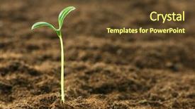  Presentation with seedling - PPT theme having agriculture backgrounds - green seedling illustrating concept background and a tawny brown colored foreground
