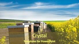  Presentation with leafy rice field - Slides with agriculture backgrounds - hives near the blooming rapeseed background and a tawny brown colored foreground