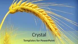  Presentation with agriculture - Cool new theme with agriculture backgrounds - wheat against a blue sky backdrop and a yellow colored foreground