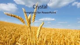  Presentation with agriculture field - Audience pleasing PPT theme consisting of agriculture backgrounds - wheat field against a blue backdrop and a light blue colored foreground