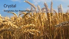  Presentation with blue sky - Presentation theme with agriculture backgrounds - wheat field against a blue background and a light blue colored foreground