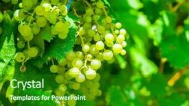  Presentation with agriculture - Cool new theme with agriculture caisin - close-up of a bunch backdrop and a  colored foreground