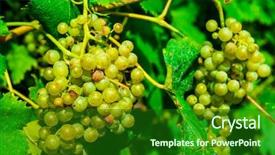  Presentation with agriculture - Amazing slide deck having agriculture caisin - close-up of a bunch backdrop and a  colored foreground