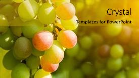  Presentation with vineyard - PPT theme featuring agriculture caisin - closeup of grapes background and a gold colored foreground