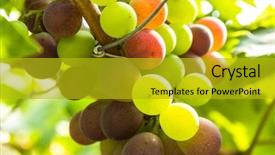  Presentation with vineyard - Theme with happy girl holding seashell - seashore one windy background and a light gray colored foreground.