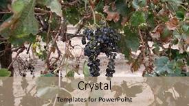  Presentation with vine wine - Amazing PPT layouts having agriculture caisin - grape vines with grapes backdrop and a  colored foreground