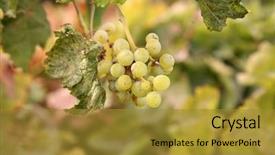  Presentation with vine wine - Slide set featuring agriculture caisin - grape vines with grapes background and a  colored foreground