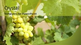  Presentation with grape vine wine grapes - PPT theme with agriculture caisin - ripe tasty grapes cluster closeup background and a yellow colored foreground