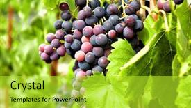  Presentation with agriculture - Cool new slide deck with agriculture caisin - ripe tasty grapes cluster closeup backdrop and a yellow colored foreground