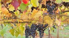  Presentation with agriculture - Beautiful PPT theme featuring agriculture caisin - selective focus of very ripened backdrop and a gold colored foreground