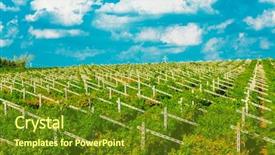  Presentation with vineyards - Slide set with agriculture caisin - vineyards sunny day with white background and a tawny brown colored foreground