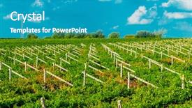  Presentation with vineyards - Colorful presentation design enhanced with agriculture caisin - vineyards sunny day with white backdrop and a  colored foreground