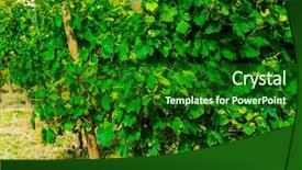  Presentation with vineyards - PPT layouts enhanced with agriculture caisin - vineyards sunny day with white background and a  colored foreground