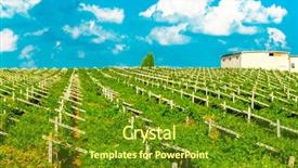  Presentation with vineyards - Slide deck with agriculture caisin - vineyards sunny day with white background and a  colored foreground