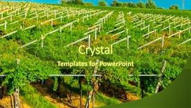  Presentation with vineyards - Audience pleasing PPT theme consisting of agriculture caisin - vineyards sunny day with white backdrop and a  colored foreground