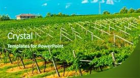  Presentation with vineyards - Slide set featuring agriculture caisin - vineyards sunny day with white background and a  colored foreground