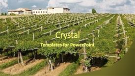  Presentation with vineyards - Presentation design with agriculture caisin - vineyards sunny day with white background and a  colored foreground