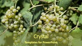  Presentation with ripe golden potato on white - Cool new PPT layouts with agriculture caisin - vineyards sunny day with white backdrop and a tawny brown colored foreground