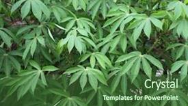  Presentation with botanical - Presentation design featuring agriculture cassava - yuca foliage plant background and a forest green colored foreground