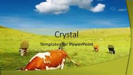  Presentation with cattle - PPT layouts consisting of agriculture cattle - grazing cows background and a yellow colored foreground