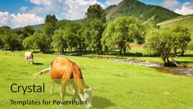  Presentation with grazing - Presentation theme featuring agriculture cattle - grazing cows background and a yellow colored foreground