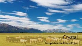  Presentation with cattle - Slides enhanced with agriculture cattle - grazing cows background and a gold colored foreground