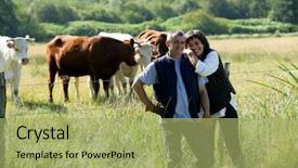  Presentation with cattle - Slide deck featuring agriculture cattle - happy couple of farmers background and a mint green colored foreground