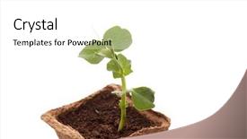  Presentation with vegetable gardening - Slide set with agriculture chickpeas plant - young pea seedling in peat background and a white colored foreground