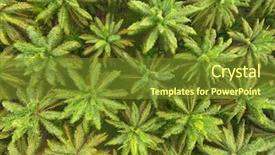  Presentation with palm plantation - Audience pleasing presentation consisting of aerial view on plantation backdrop and a tawny brown colored foreground
