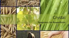  Presentation with agriculture - Colorful theme enhanced with agriculture collage backdrop and a yellow colored foreground