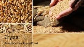  Presentation with agriculture - Beautiful presentation theme featuring agriculture collage backdrop and a yellow colored foreground