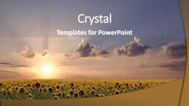  Presentation with sunflowers - Colorful slide deck enhanced with agriculture corn - sun is setting backdrop and a gray colored foreground