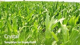  Presentation with agriculture corn - Audience pleasing PPT theme consisting of agriculture corn plants field green backdrop and a tawny brown colored foreground