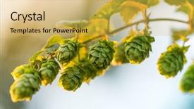  Presentation with hops - Colorful theme enhanced with agriculture crop - detail of fresh hops cones backdrop and a yellow colored foreground