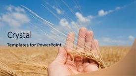  Presentation with crop - Presentation with agriculture crop - gold harvest in hand background and a  colored foreground