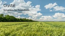  Presentation with summer wheat field blue - PPT theme enhanced with agriculture crop - green wheat field and blue background and a  colored foreground