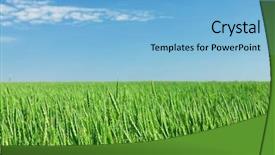  Presentation with summer wheat field blue - Presentation design enhanced with agriculture crop - green wheat field blue sky background and a light blue colored foreground