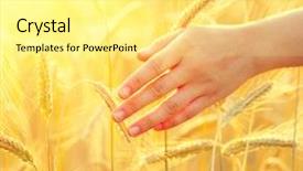  Presentation with wheat in hand - Presentation enhanced with agriculture crop - woman hand running through wheat background and a blonde colored foreground