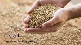  Presentation with cereal grains - Amazing presentation having agriculture farming prosperity harvest backdrop and a coral colored foreground