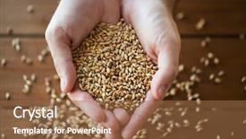  Presentation with cereal grains - Beautiful PPT theme featuring agriculture farming prosperity harvest backdrop and a tawny brown colored foreground