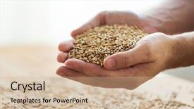  Presentation with cereal grains - Presentation having agriculture farming prosperity harvest background and a coral colored foreground