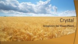  Presentation with meadow - Colorful slides enhanced with agriculture field - meadow of wheat nature composition backdrop and a yellow colored foreground