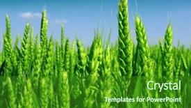  Presentation with wheat - Colorful theme enhanced with agriculture field - organic green wheat close up backdrop and a forest green colored foreground