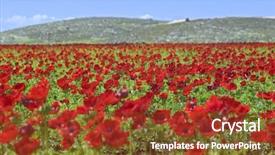 Presentation with modern agriculture icons and field - Beautiful presentation theme featuring agriculture field of poppy anemone backdrop and a tawny brown colored foreground
