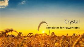  Presentation with agriculture field - Colorful presentation theme enhanced with agriculture field with golden harvest backdrop and a yellow colored foreground