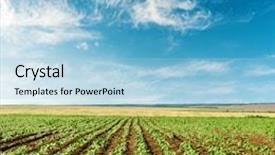  Presentation with agriculture field - Audience pleasing presentation theme consisting of agriculture field with sunflowers and blue sky with low sun in clouds backdrop and a light blue colored foreground