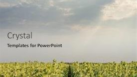  Presentation with agriculture field - Audience pleasing slide deck consisting of agriculture green field with sunflowers in sunset time and clouds over it backdrop and a light gray colored foreground
